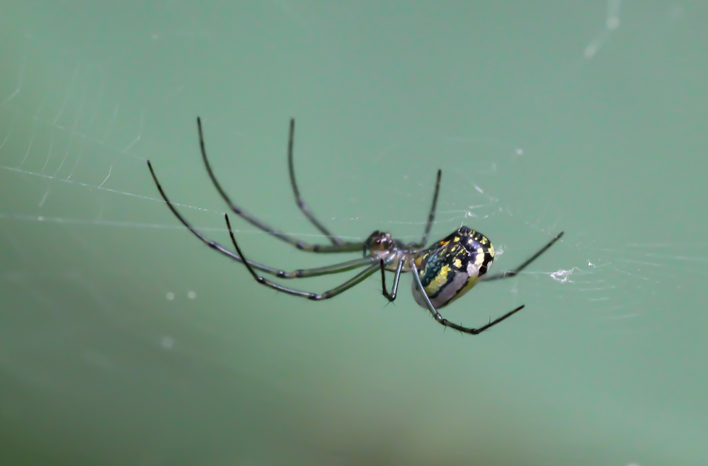 spider (1 of 1).jpg